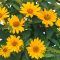 Érdes napszemvirág 'Heliopsis Helianthoides 'Sole Magica'