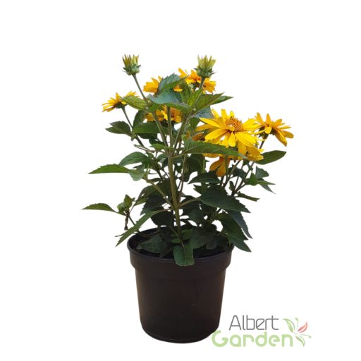Érdes napszemvirág 'Heliopsis Helianthoides 'Sole Magica'