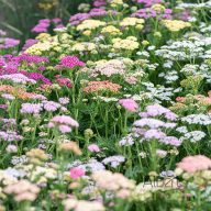   Közönséges cickafark (Achillea millefolium 'Colorado')