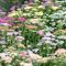 Közönséges cickafark (Achillea millefolium 'Colorado')