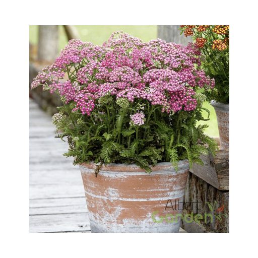 Közönséges cickafark (Achillea millefolium 'Colorado')