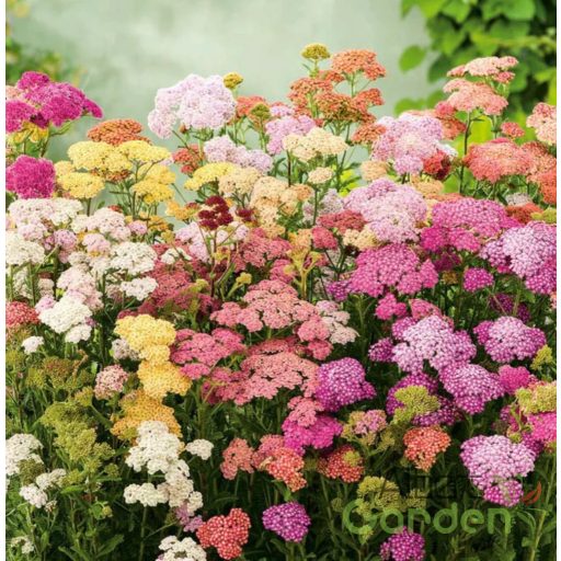 Közönséges cickafark (Achillea millefolium 'Colorado')