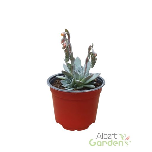 Echeveria 'Echeveria peacock urban orange'