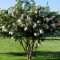 Kínai selyemmirtusz 'Lagerstroemia Acoma'