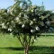 Kínai selyemmirtusz 'Lagerstroemia Acoma'