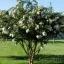 Kínai selyemmirtusz 'Lagerstroemia Acoma'