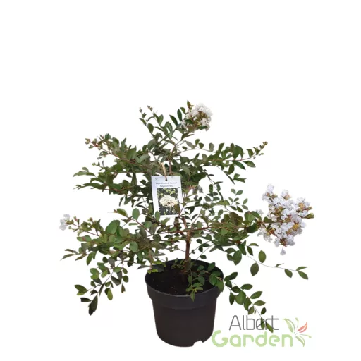 Kínai selyemmirtusz 'Lagerstroemia Acoma'