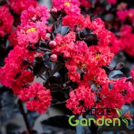   Kínai Selyemmirtusz 'Lagerstroemia BLACK DIAMOND Crimson Red'