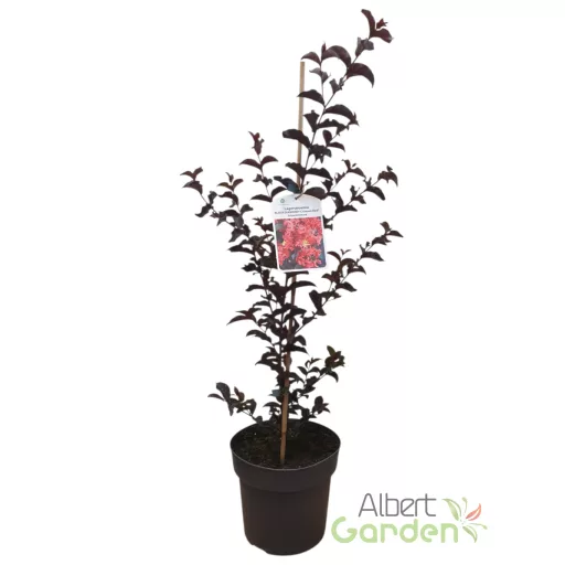 Kínai Selyemmirtusz 'Lagerstroemia BLACK DIAMOND Crimson Red'