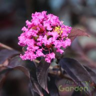   Kínai selyemmirtusz 'Lagerstroemia BLACK DIAMOND Lavender Lace'
