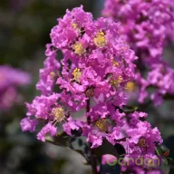   Kínai selyemmirtusz 'Lagerstroemia BLACK DIAMOND Lavender Lace'