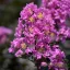 Kínai selyemmirtusz 'Lagerstroemia BLACK DIAMOND Lavender Lace'