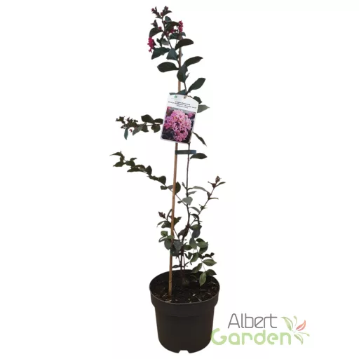 Kínai selyemmirtusz 'Lagerstroemia BLACK DIAMOND Lavender Lace'