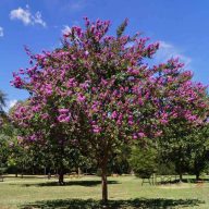 Kínai selyemmirtusz 'Lagerstroemia Catawba'