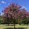 Kínai selyemmirtusz 'Lagerstroemia Catawba'