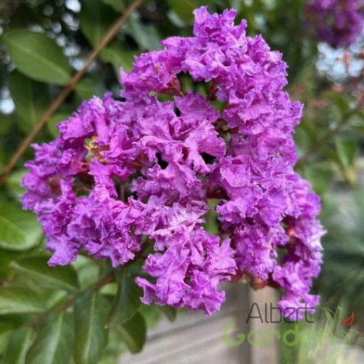 Kínai selyemmirtusz 'Lagerstroemia Catawba'