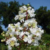   Kínai selyemmirtusz 'Lagerstroemia indica (Illatos fehér)'