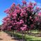 Kínai selyemmirtusz 'Lagerstroemia Sioux'