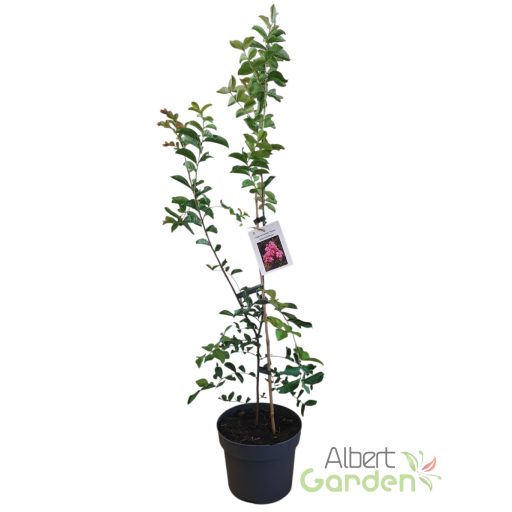 Kínai selyemmirtusz 'Lagerstroemia Sioux'