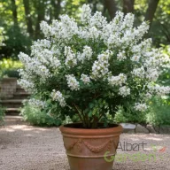   Kínai selyemmirtusz (Törpe) 'Lagerstroemia With Love Virgin (Milabla)'