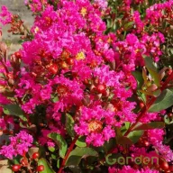   Kínai selyemmirtusz (Törpe) 'Lagerstroemia With Love Kiss (Milarosso)'