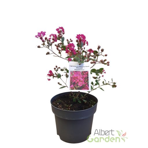 Kínai selyemmirtusz (Törpe) 'Lagerstroemia With Love Kiss (Milarosso)'