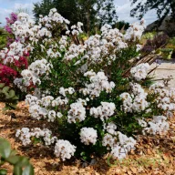   Kínai selyemmirtusz (Törpe) 'Lagerstroemia With Love Eternal (Milavio)'