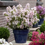   Kínai selyemmirtusz (Törpe) 'Lagerstroemia With Love Babe'