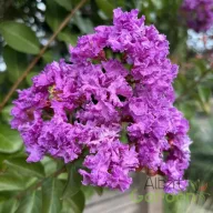 Kínai selyemmirtusz 'Lagerstroemia Wichita'