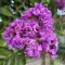 Kínai selyemmirtusz 'Lagerstroemia Wichita'