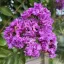 Kínai selyemmirtusz 'Lagerstroemia Wichita'