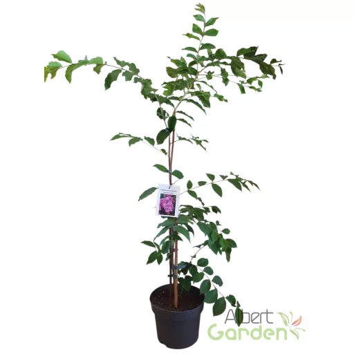 Kínai selyemmirtusz 'Lagerstroemia Wichita'