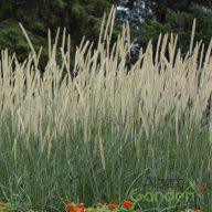  Afrikai tollborzfű 'Pennisetum macrourum 'White Lancer'