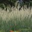 Afrikai tollborzfű 'Pennisetum macrourum 'White Lancer'