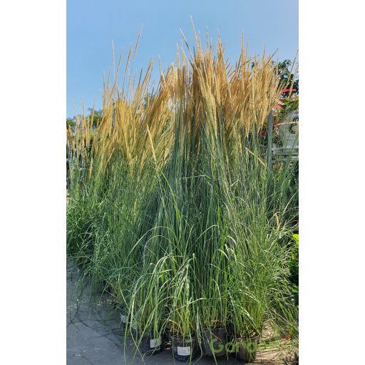 Afrikai tollborzfű 'Pennisetum macrourum 'White Lancer'