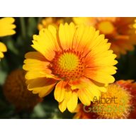   Kokárdavirág (Gaillardia aristata 'African Sunset')