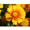 Kokárdavirág (Gaillardia aristata 'African Sunset')