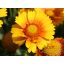 Kokárdavirág (Gaillardia aristata 'African Sunset')