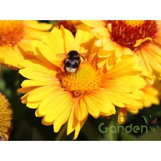 Kokárdavirág (Gaillardia aristata 'African Sunset')
