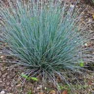 Azúrkék csenkesz 'Festuca glauca Azurit'