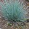 Azúrkék csenkesz 'Festuca glauca Azurit'