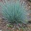Azúrkék csenkesz 'Festuca glauca Azurit'