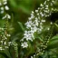 Lizinka' Lysimachia Autumn Snow'