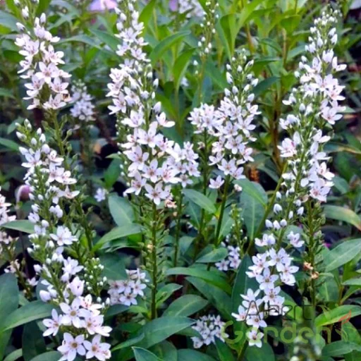 Lizinka' Lysimachia Autumn Snow'