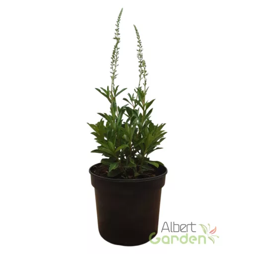 Lizinka' Lysimachia Autumn Snow'