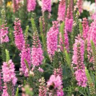 Hosszúlevelű Veronika 'Veronica Veronique Pink'