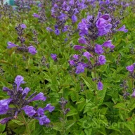 Lila macskamenta Nepeta hybrida Blue Planet évelő nagy virágfürttel zöld levélen!