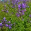 Lila macskamenta Nepeta hybrida Blue Planet évelő nagy virágfürttel zöld levélen!