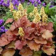 Tűzeső 'Heuchera Little Cuties Blondie'