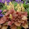 Tűzeső 'Heuchera Little Cuties Blondie'